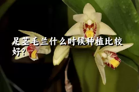 足茎毛兰什么时候种植比较好？