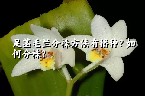 足茎毛兰分株方法有播种？如何分株？