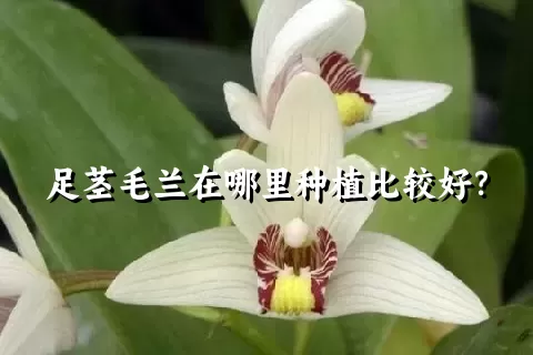 足茎毛兰在哪里种植比较好？