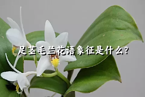 足茎毛兰花语象征是什么？