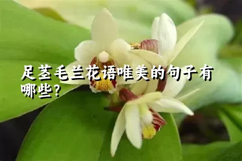 足茎毛兰花语唯美的句子有哪些？