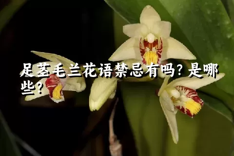 足茎毛兰花语禁忌有吗？是哪些？