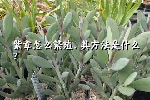 紫章怎么繁殖，其方法是什么？