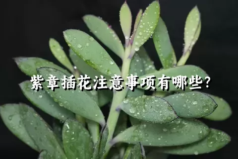 紫章插花注意事项有哪些？