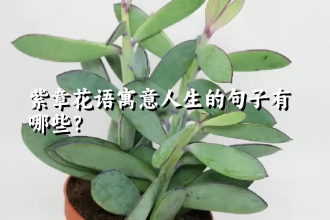 紫章花语寓意人生的句子有哪些？