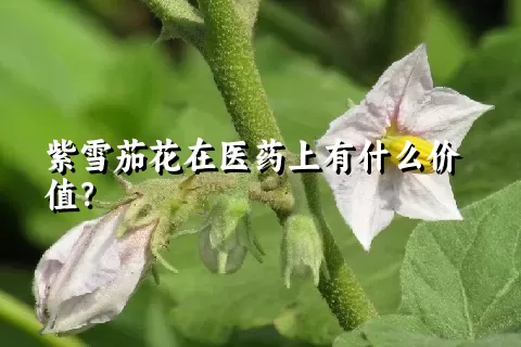 紫雪茄花在医药上有什么价值？