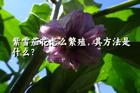 紫雪茄花怎么繁殖，其方法是什么？
