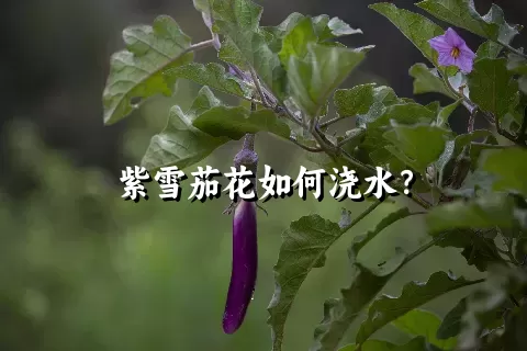 紫雪茄花如何浇水？