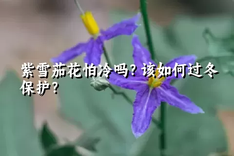 紫雪茄花怕冷吗？该如何过冬保护？