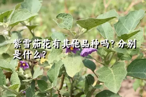 紫雪茄花有其他品种吗？分别是什么？