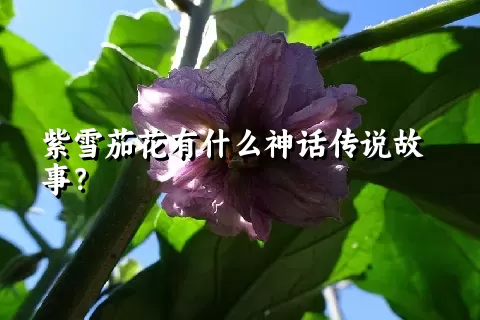 紫雪茄花有什么神话传说故事？