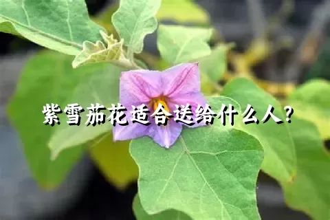 紫雪茄花适合送给什么人？