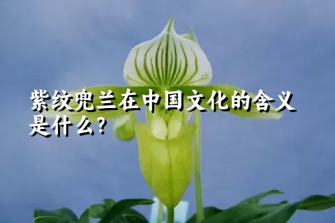 紫纹兜兰在中国文化的含义是什么？