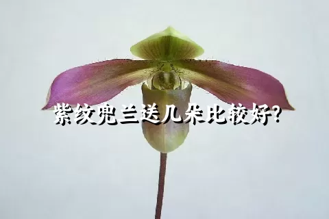 紫纹兜兰送几朵比较好？