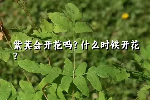 紫萁会开花吗？什么时候开花？