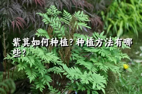 紫萁如何种植？种植方法有哪些？