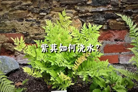 紫萁如何浇水？