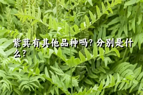 紫萁有其他品种吗？分别是什么？