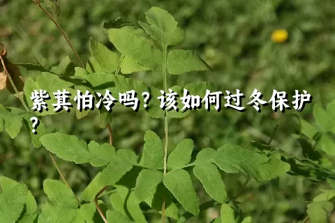紫萁怕冷吗？该如何过冬保护？