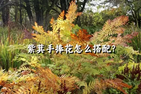 紫萁手捧花怎么搭配？