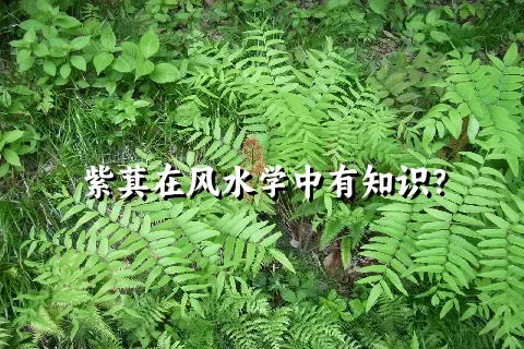紫萁在风水学中有知识？