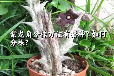 紫龙角分株方法有播种？如何分株？