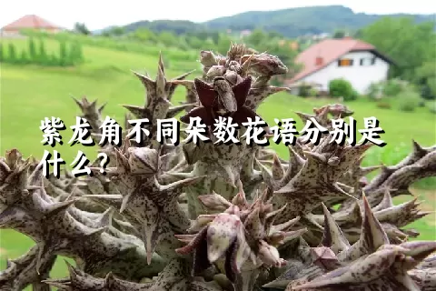 紫龙角不同朵数花语分别是什么？