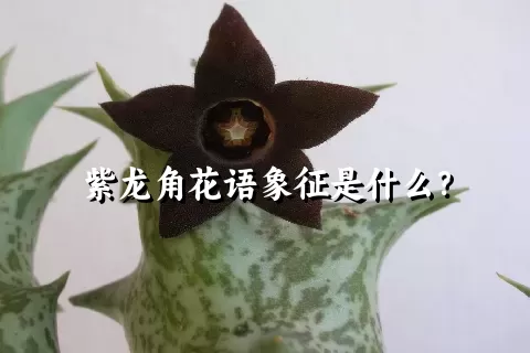 紫龙角花语象征是什么？