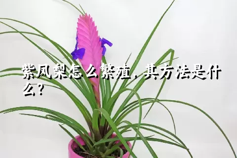 紫凤梨怎么繁殖，其方法是什么？