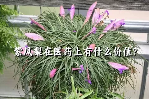 紫凤梨在医药上有什么价值？