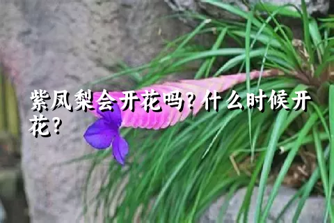 紫凤梨会开花吗？什么时候开花？