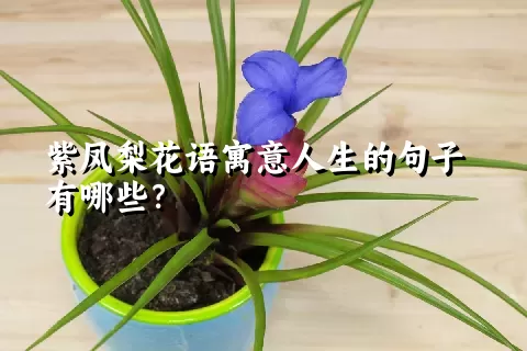 紫凤梨花语寓意人生的句子有哪些？