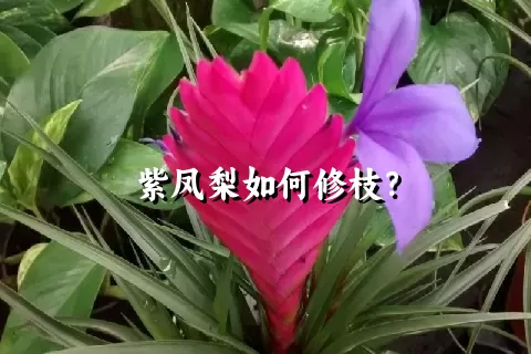 紫凤梨如何修枝？