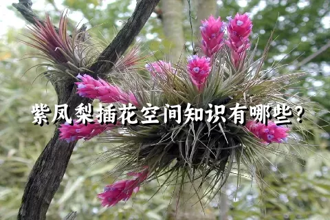 紫凤梨插花空间知识有哪些？