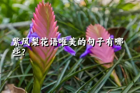 紫凤梨花语唯美的句子有哪些？
