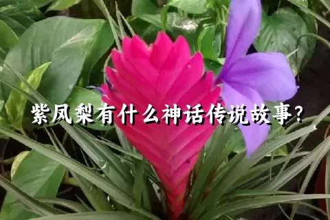 紫凤梨有什么神话传说故事？
