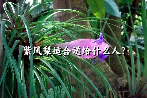 紫凤梨适合送给什么人？
