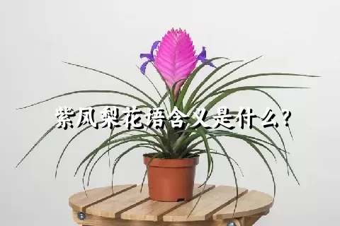 紫凤梨花语含义是什么？