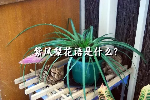 紫凤梨花语是什么？