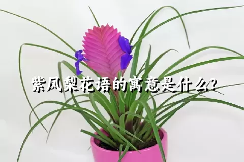 紫凤梨花语的寓意是什么？