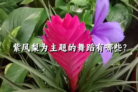 紫凤梨为主题的舞蹈有哪些？