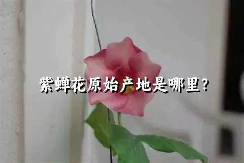 紫蝉花原始产地是哪里？