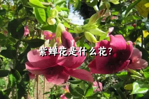 紫蝉花是什么花？