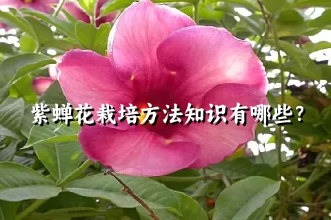 紫蝉花栽培方法知识有哪些？
