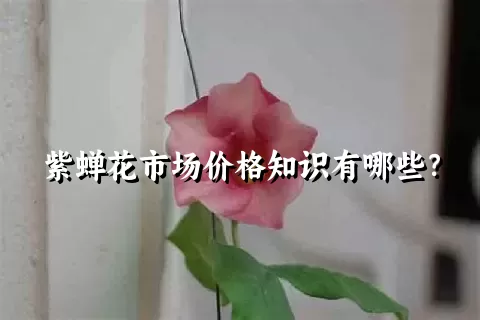 紫蝉花市场价格知识有哪些？