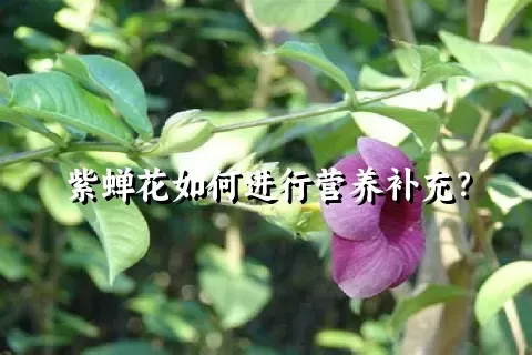 紫蝉花如何进行营养补充？