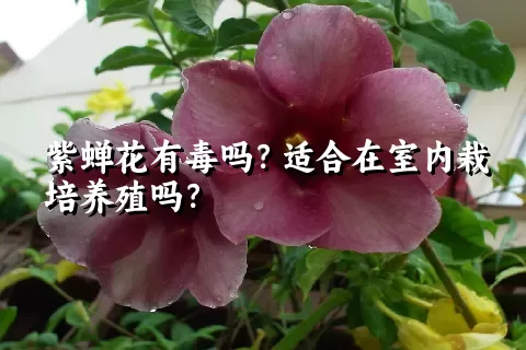 紫蝉花有毒吗？适合在室内栽培养殖吗？
