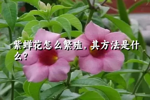 紫蝉花怎么繁殖，其方法是什么？