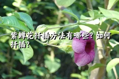紫蝉花扦插方法有哪些？如何扦插？