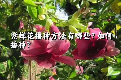 紫蝉花播种方法有哪些？如何播种？